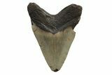 Fossil Megalodon Tooth - North Carolina #245890-2